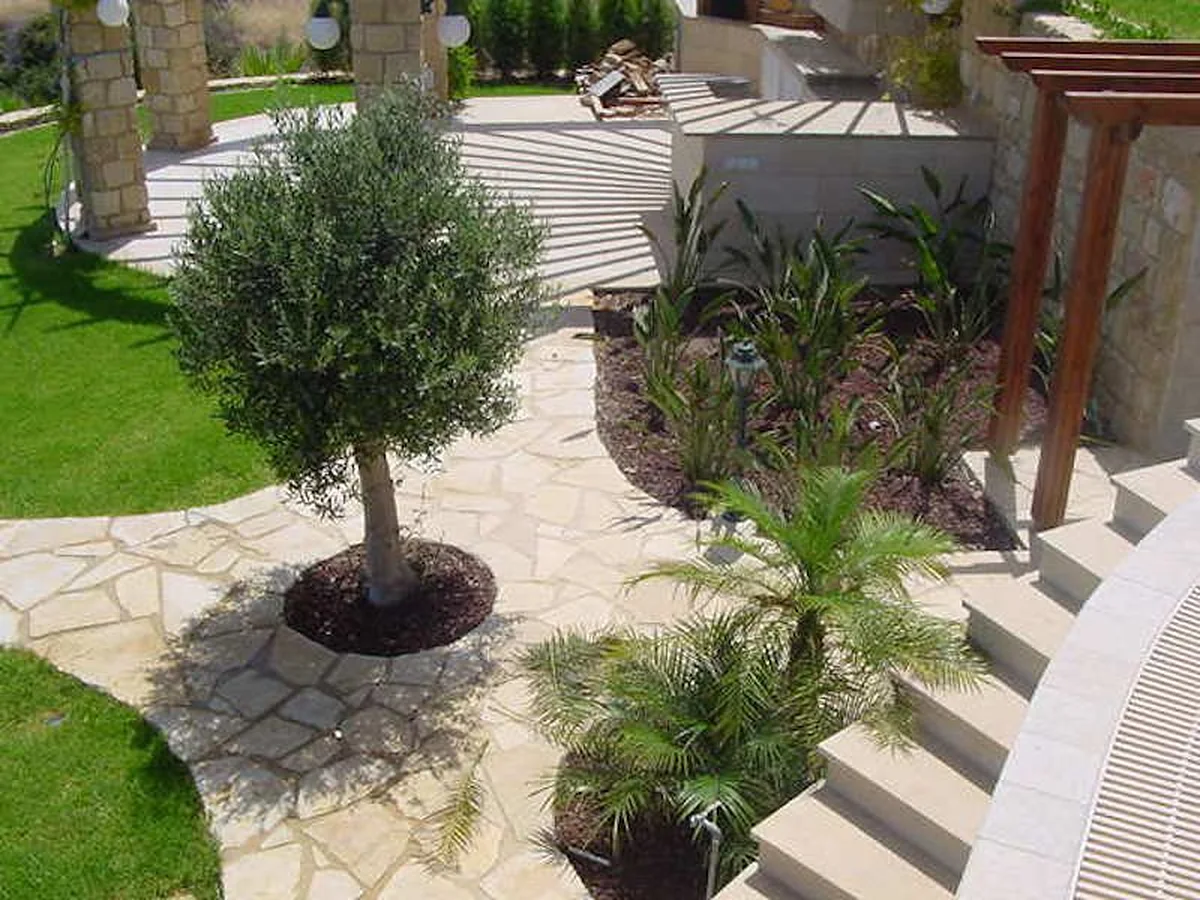 Garden with olive tree, stone paving and steps