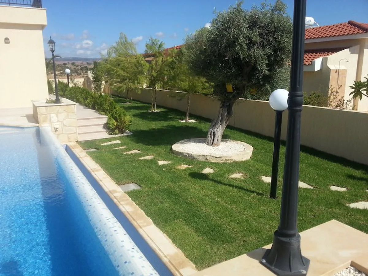 A garden with lawn, olive tree and a long pool